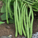 Pioneer Snap Bean Seeds, 5 × 10g Bags