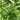 Fruitless Edible Leaf Wolfberry, 1000 Seeds