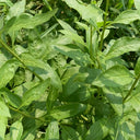 Fruitless Edible Leaf Wolfberry, 1000 Seeds