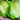 1035 Big Emerald Tomato, 5 Seeds
