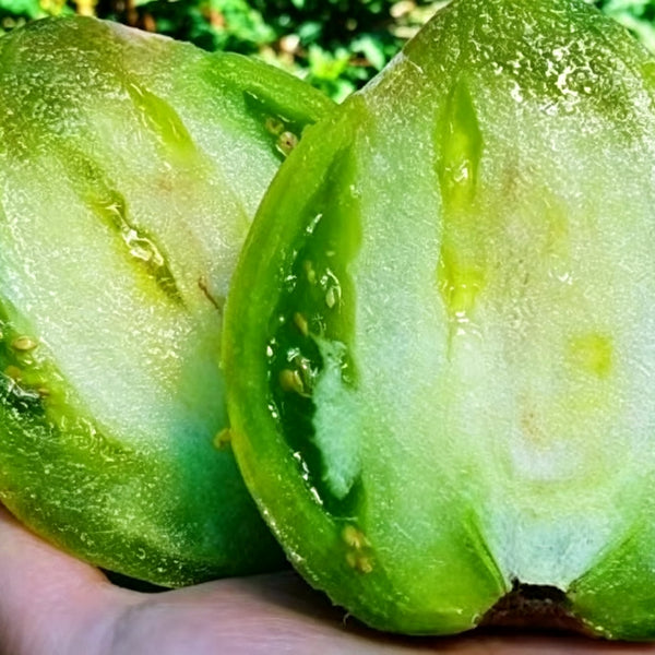 1035 Big Emerald Tomato, 5 Seeds