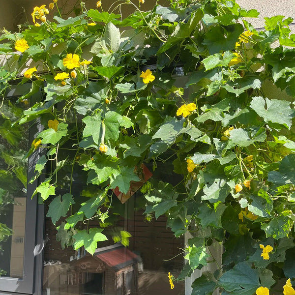 Spring-Autumn 915 Luffa Seeds, 10g