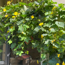 Spring-Autumn 915 Luffa Seeds, 10g