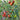 547 Datterino Nero Tomato, 5 Seeds