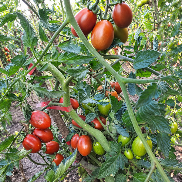 547 Datterino Nero Tomato, 5 Seeds