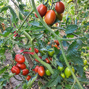 547 Datterino Nero Tomato, 5 Seeds