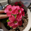 Oxalis obtusa Series Bulb - 'Oxalis Bowie', 6 Bulbs
