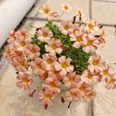Oxalis versicolor 'Cherry Cream', 5 Bulbs