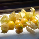 Ground cherry Seeds, 5g