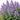 Mussin's Catmint, 10 Seeds