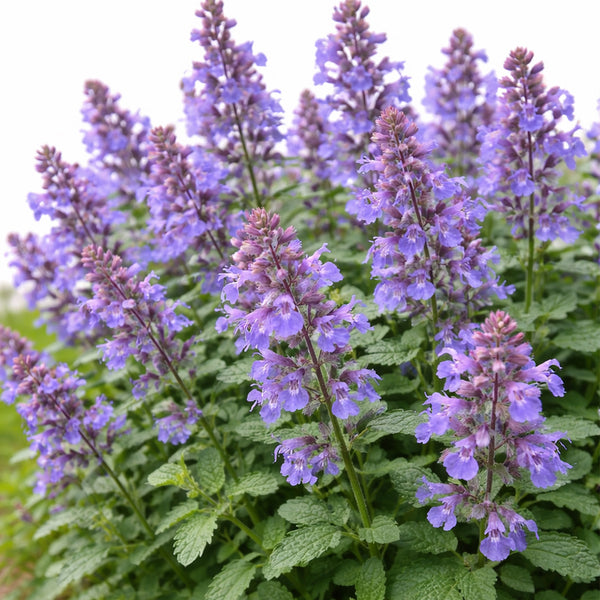 Mussin's Catmint, 10 Seeds