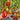 455 Pertsevidny Cherniy Tomato, 5 Seeds