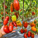 455 Pertsevidny Cherniy Tomato, 5 Seeds