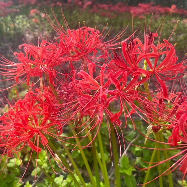 Lycoris radiata (Triploid), 2 Bulbs