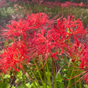 Lycoris radiata (Triploid), 2 Bulbs