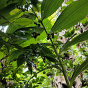 Huangjing Seeds, 100 Seeds