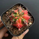 Gymnocalycium mihanovichii Variegata 'Glowing Peony', 3-4cm