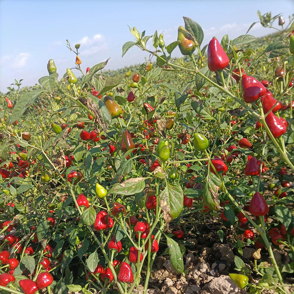 Spicy Aromatic Jar Pepper Seeds, 0.5g