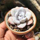 Echeveria laui, 50 Seeds