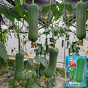 Yucui No.2 Large-Fleshed Luffa Seeds, 10g