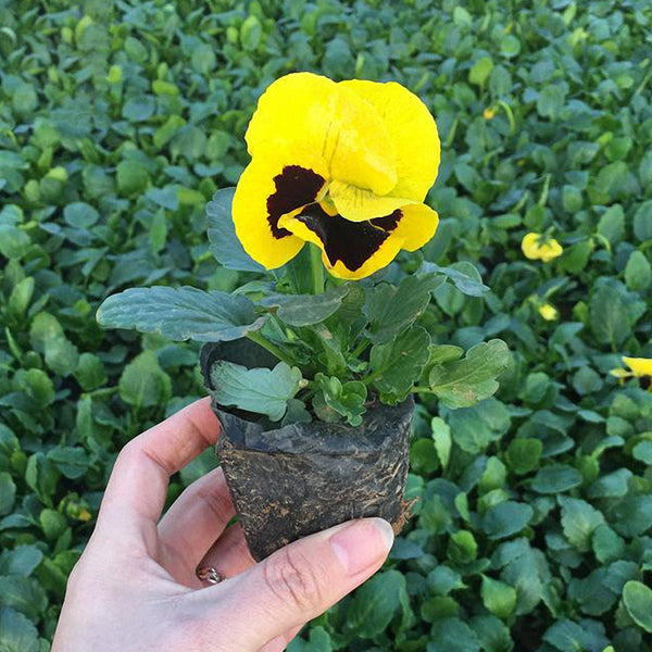Super Bingo Series Blotched Yellow Pansy Seeds, 100 Seeds