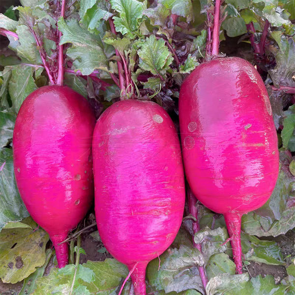 Purple Pineapple-shaped Radish Seeds, 100 Seeds