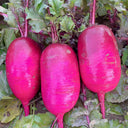 Purple Pineapple-shaped Radish Seeds, 100 Seeds