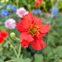 Crimson Ocean Avens Seeds, 200 Seeds
