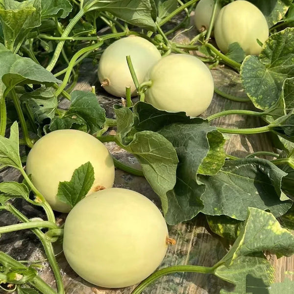 Caidu Jinyu No. 12 Muskmelon, 15 Seeds