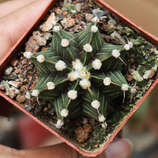 Gymnocalycium hybrid 'Rib Peony', 3-4cm