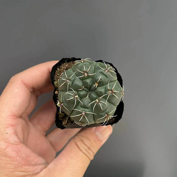 Baldian's Gymnocalycium Cactus, 3-4cm