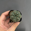 Baldian's Gymnocalycium Cactus, 3-4cm