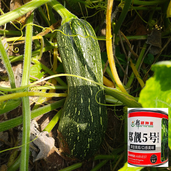 Zhengliang No.5 Squash, 20 Grams Tin Can Packed Seeds