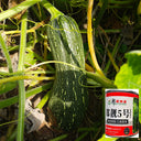 Zhengliang No.5 Squash, 20 Grams Tin Can Packed Seeds