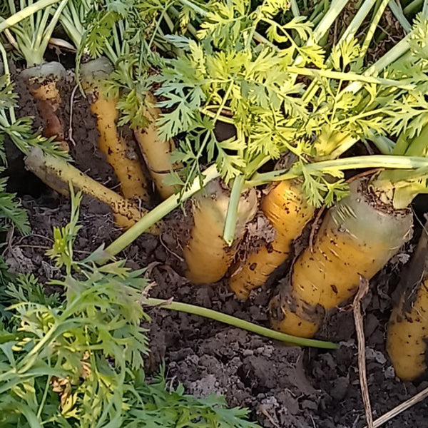 Dutch Yellowstone Carrot Seeds, 1g