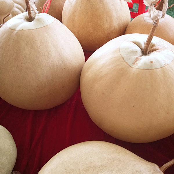 Extra Large Bottle Gourd, 5 Seeds