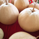 Extra Large Bottle Gourd, 5 Seeds