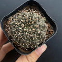 Gymnocalycium quehlianum, 3-4cm