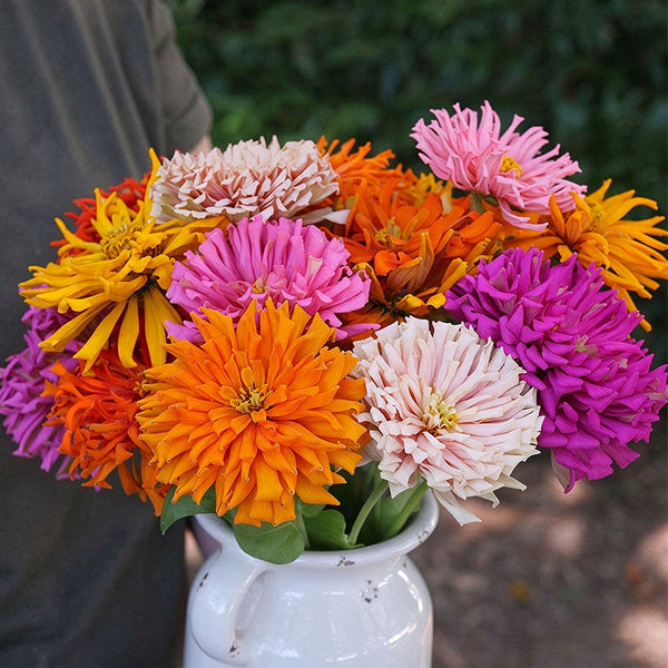 W1355 Cactus-Flowered Zinnia Mix, 100 Seeds