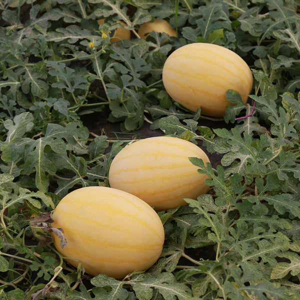 'Golden No.3' Watermelon Hybrid, 10 Seeds