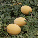 'Golden No.3' Watermelon Hybrid, 10 Seeds
