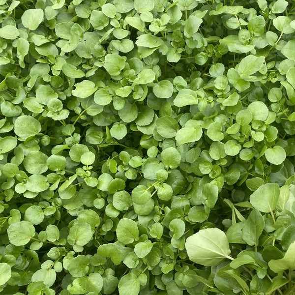 Watercress Seeds, 3g