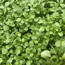 Watercress Seeds, 3g