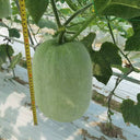 Green Star Wax Gourd Seeds, 10g