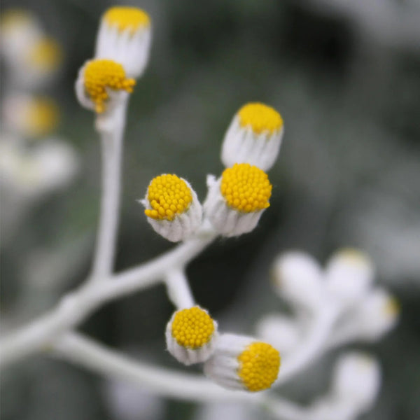Silver Ragwort (Jacobaea maritima) Seeds, 100 Seeds