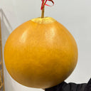 Extra Large Bottle Gourd, 5 Seeds