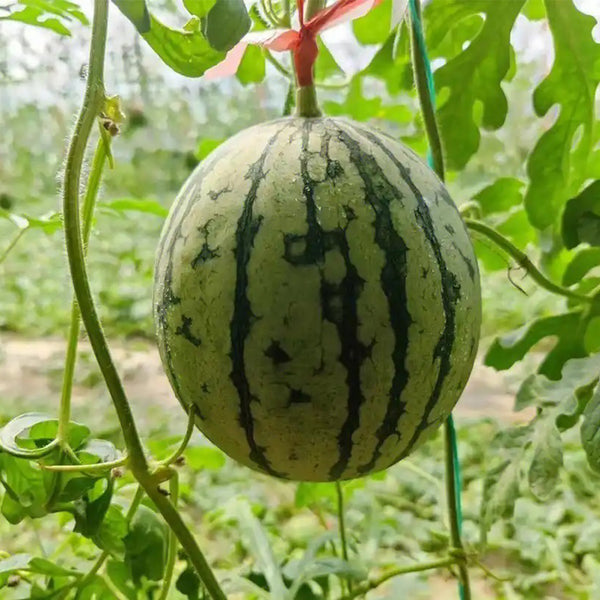 Sugar Globe Petite Watermelon Seeds, 15 Seeds