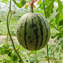 Sugar Globe Petite Watermelon Seeds, 15 Seeds