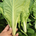 Sweet Crispy 'Chiye' Pak Choi Seeds, 20g