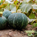 Chinese Pumpkin Seeds, 10g